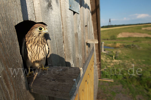 Turmfalke (Falco tinnunculus)