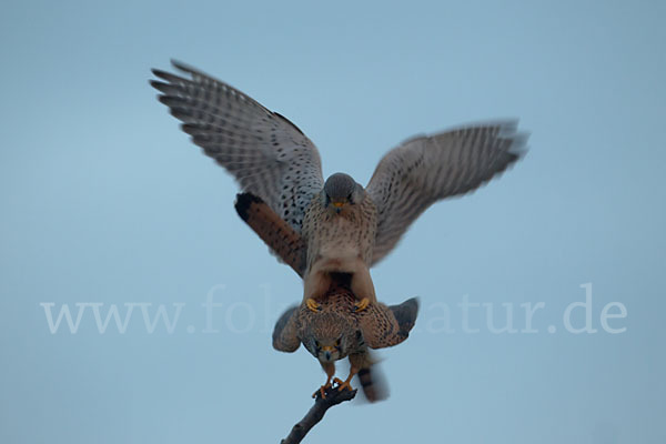 Turmfalke (Falco tinnunculus)