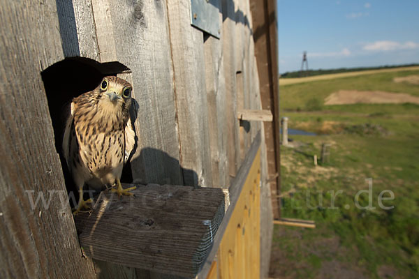 Turmfalke (Falco tinnunculus)