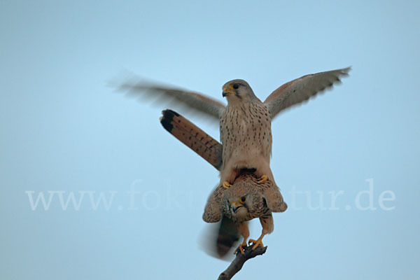 Turmfalke (Falco tinnunculus)