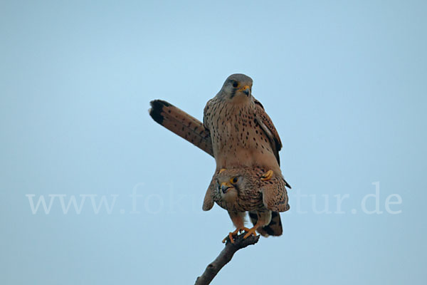 Turmfalke (Falco tinnunculus)