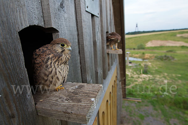 Turmfalke (Falco tinnunculus)