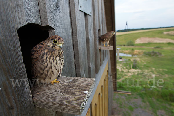 Turmfalke (Falco tinnunculus)