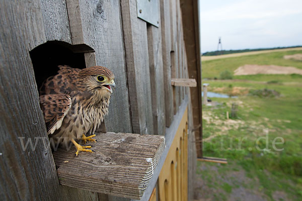 Turmfalke (Falco tinnunculus)