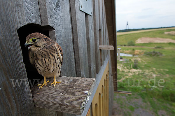 Turmfalke (Falco tinnunculus)