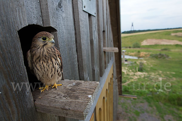 Turmfalke (Falco tinnunculus)