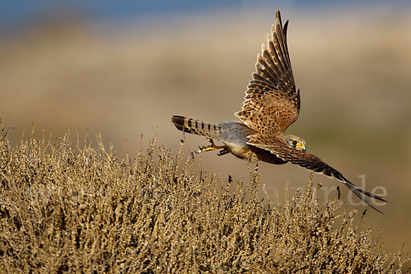 Turmfalke (Falco tinnunculus)