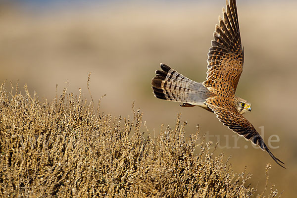 Turmfalke (Falco tinnunculus)