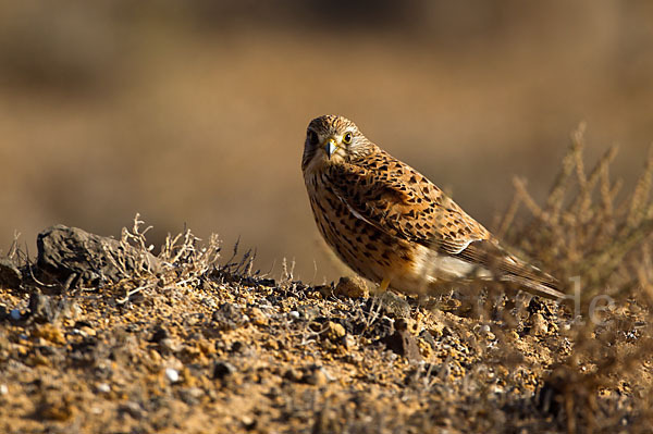 Turmfalke (Falco tinnunculus)