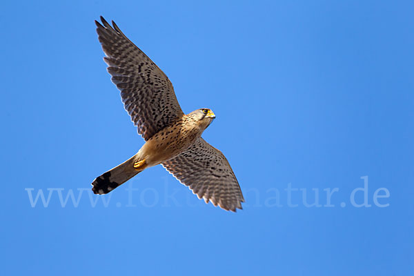 Turmfalke (Falco tinnunculus)