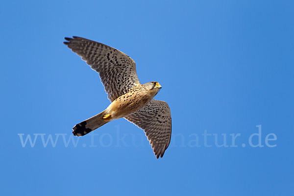 Turmfalke (Falco tinnunculus)