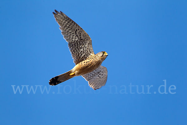 Turmfalke (Falco tinnunculus)