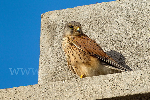 Turmfalke (Falco tinnunculus)