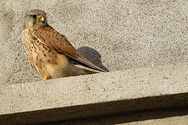 Turmfalke (Falco tinnunculus)