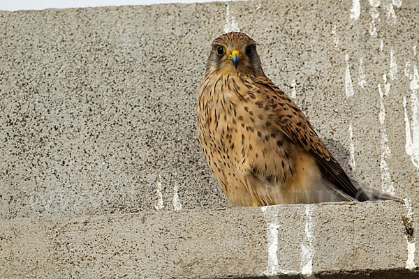 Turmfalke (Falco tinnunculus)