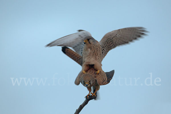 Turmfalke (Falco tinnunculus)