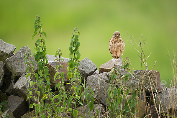 Turmfalke (Falco tinnunculus)