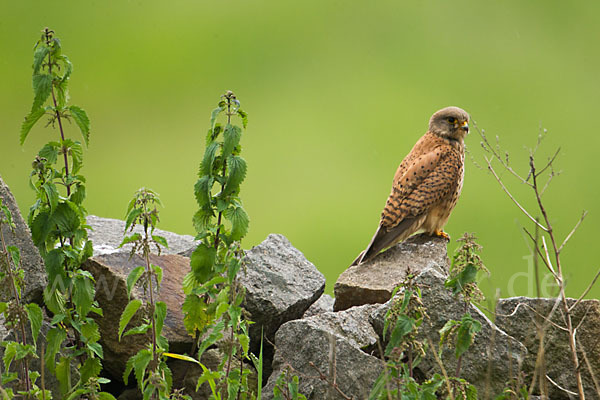 Turmfalke (Falco tinnunculus)