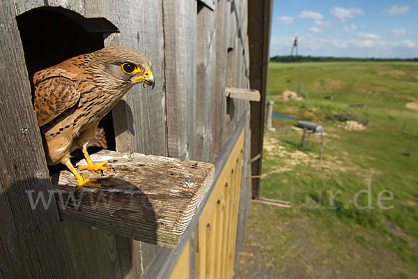 Turmfalke (Falco tinnunculus)