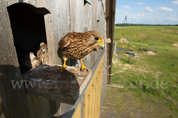 Turmfalke (Falco tinnunculus)