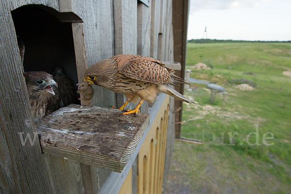 Turmfalke (Falco tinnunculus)