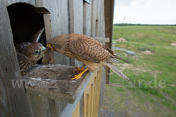 Turmfalke (Falco tinnunculus)