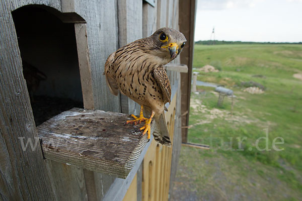 Turmfalke (Falco tinnunculus)