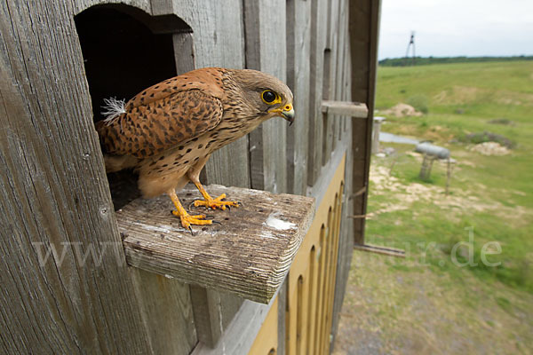 Turmfalke (Falco tinnunculus)