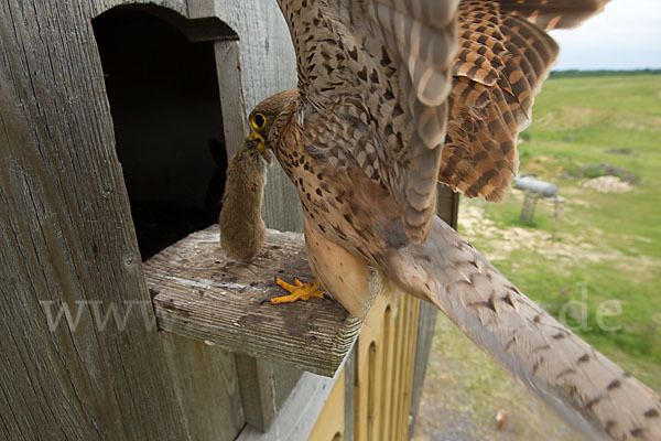 Turmfalke (Falco tinnunculus)