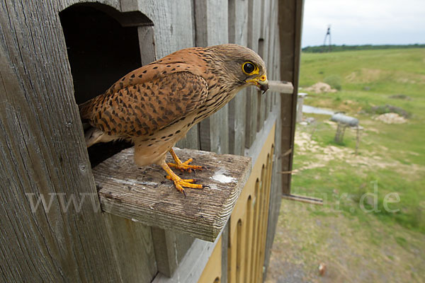 Turmfalke (Falco tinnunculus)