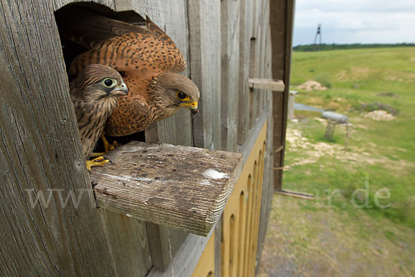 Turmfalke (Falco tinnunculus)