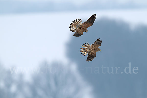 Turmfalke (Falco tinnunculus)