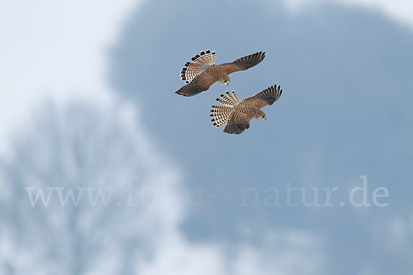 Turmfalke (Falco tinnunculus)