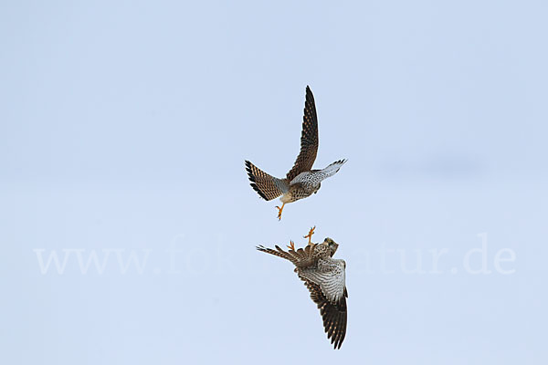 Turmfalke (Falco tinnunculus)