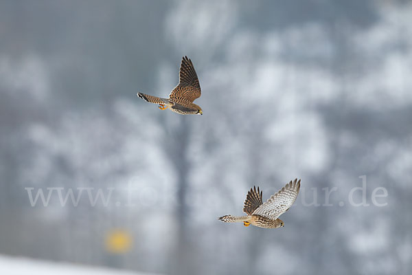 Turmfalke (Falco tinnunculus)