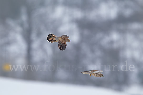 Turmfalke (Falco tinnunculus)