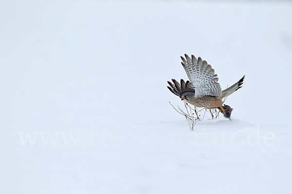 Turmfalke (Falco tinnunculus)