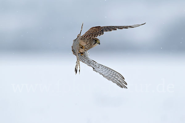 Turmfalke (Falco tinnunculus)