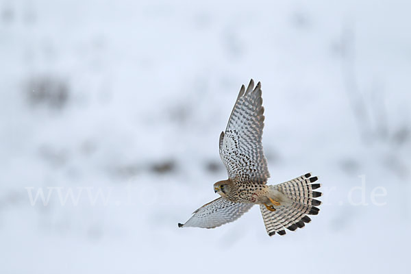 Turmfalke (Falco tinnunculus)