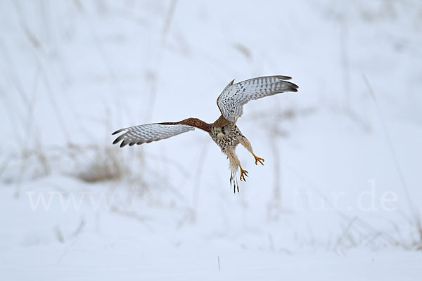 Turmfalke (Falco tinnunculus)