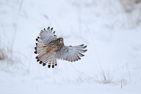 Turmfalke (Falco tinnunculus)