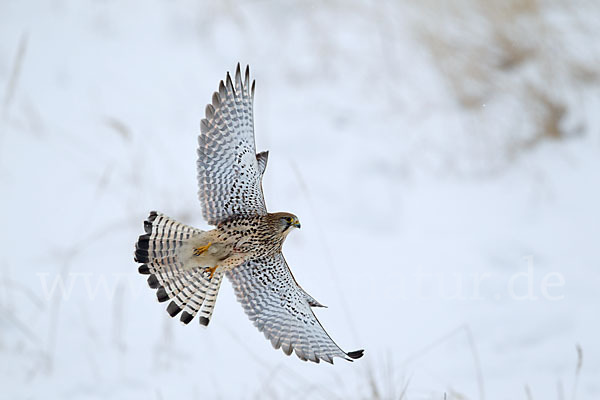 Turmfalke (Falco tinnunculus)