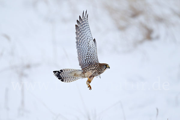 Turmfalke (Falco tinnunculus)