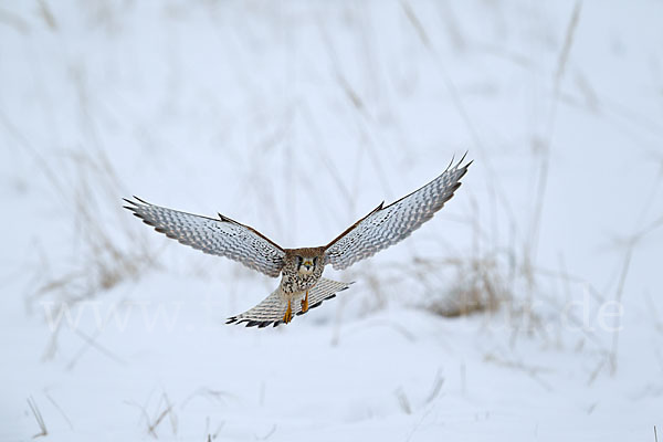 Turmfalke (Falco tinnunculus)