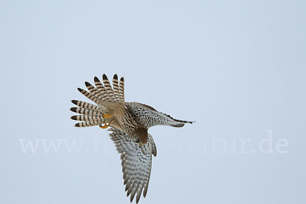 Turmfalke (Falco tinnunculus)