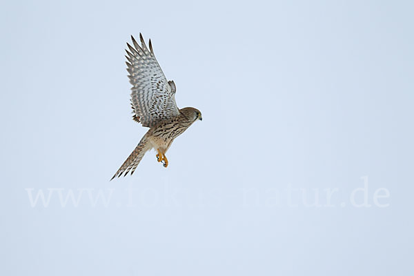 Turmfalke (Falco tinnunculus)