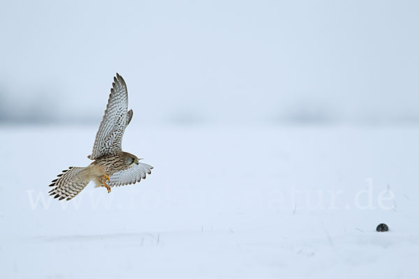 Turmfalke (Falco tinnunculus)