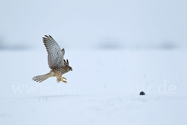 Turmfalke (Falco tinnunculus)