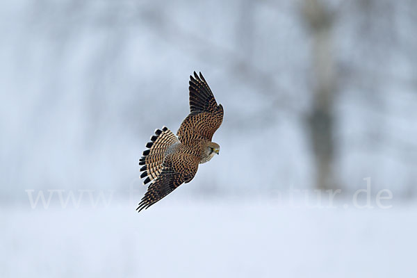 Turmfalke (Falco tinnunculus)