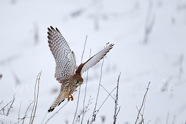 Turmfalke (Falco tinnunculus)